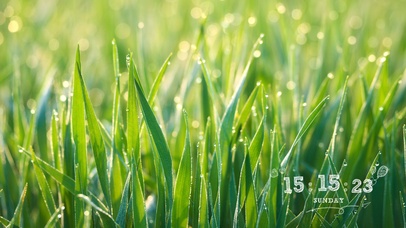 简约护眼草地晨露壁纸-带时钟