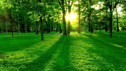 清新阳光树林森林