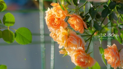 4k 治愈清新夏日鲜花