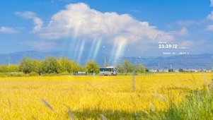 4k 治愈唯美乡村金色麦田