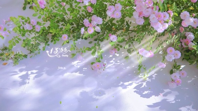 4K唯美治愈月季花