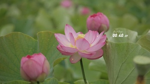 夏日荷花