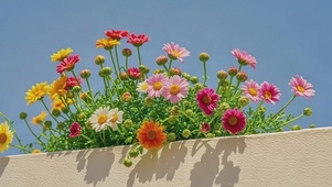 小邹菊