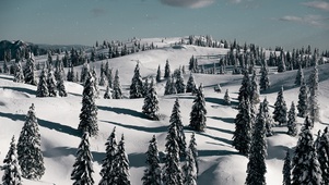 雪松