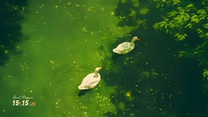 春江水暖鸭先知