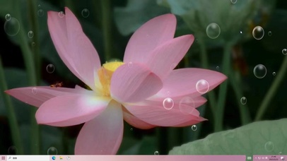 深海荷花  电脑版