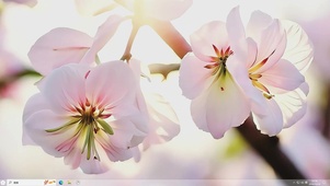 梦幻花儿-桌面主题