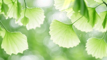 4K护眼清新银杏叶