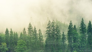 森林迷雾