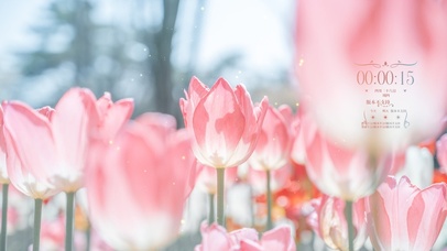 唯美透亮郁金香