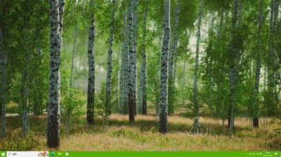 白桦林【主题】