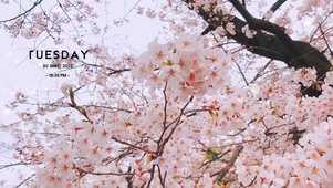 白色樱花