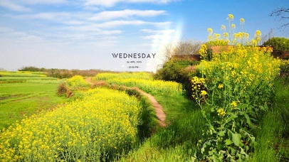 4k 油菜花花田乡野风光