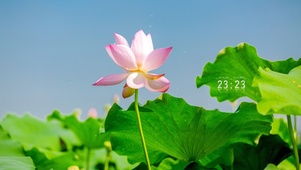 唯美护眼荷花