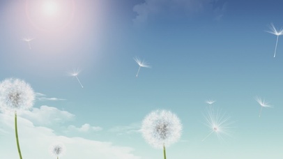 蓝天蒲公英