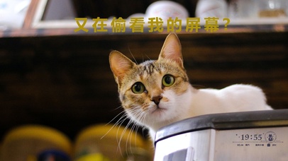 呆萌打工猫