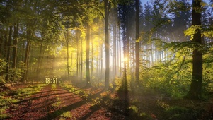 日落阳光森林