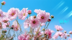 夏日唯美花朵
