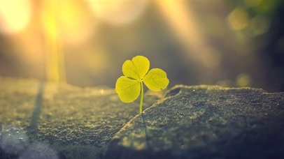 秋日的阳光与叶