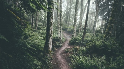 唯美清新森林小路