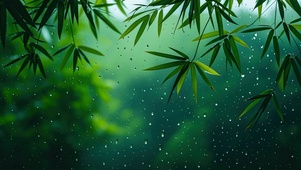 下雨天窗外的竹林