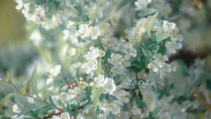 春季治愈白色鲜花盛开