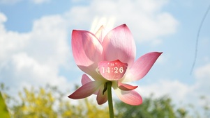 4k高清治愈唯美荷花
