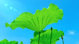护眼清新夏日荷