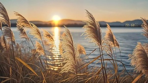 日照麦浪