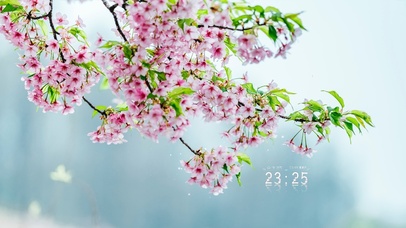 4K唯美治愈清新花朵