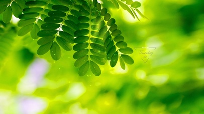 4k阳光下绿叶