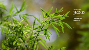 治愈清新竹叶桌面