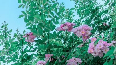 4k治愈春分雨季绽放的蔷薇