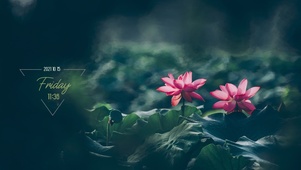 春雨荷花