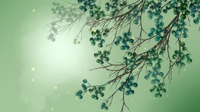 橄榄枝（护眼、粒子互动）