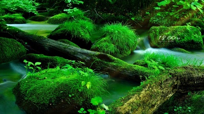 4K治愈护眼森林