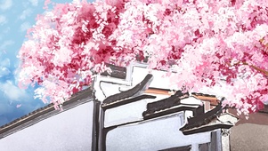 白墙樱花