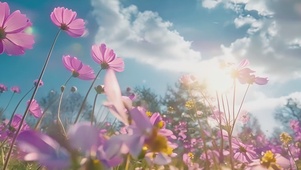 蓝天 白云阳光 花朵