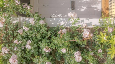 治愈阳光小清新鲜花