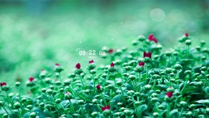 4k雨天绿植