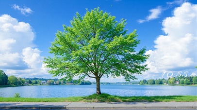 护眼湖边树