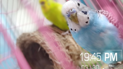 呆萌的虎皮鹦鹉