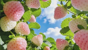 甜甜的春日桌面