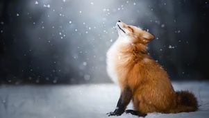 雪中狐狸