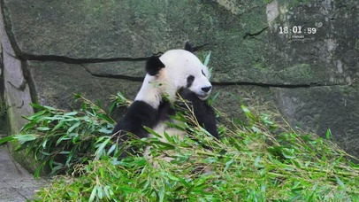 4K吃竹子的可爱熊猫