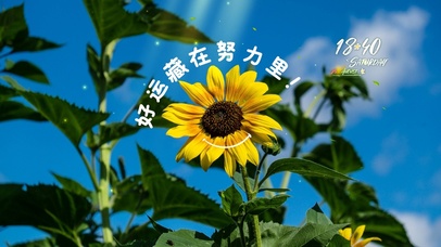 治愈阳光向日葵风景