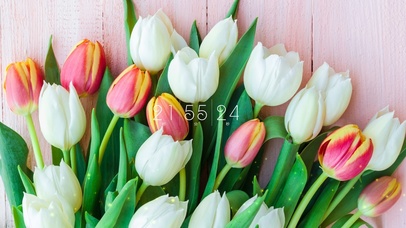 4k清新郁金香桌面