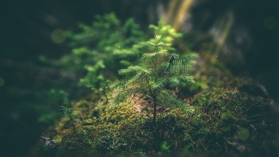 唯美治愈护眼松树苗