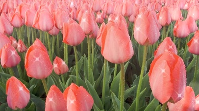 珠光闪闪郁金香