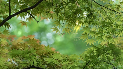 唯美护眼清新绿叶